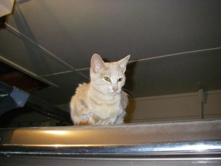 cream 2 compressed.JPG