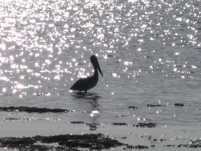 Long Key State Park 128.JPG