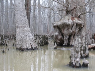 Bayou Deview (9).JPG