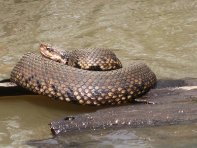 Bayou Deview 2011-03-20 042.JPG