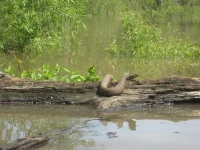 Wattensaw 5-5-2011 041.JPG