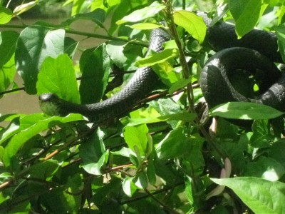 Wattensaw 5-5-2011 048.JPG