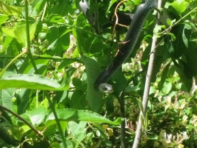 Wattensaw 5-5-2011 049.JPG