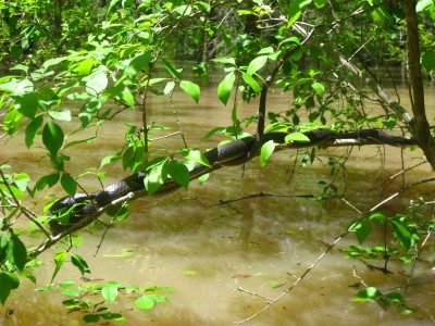 Wattensaw 5-5-2011 057.JPG