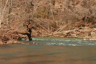 Piney Phillips Strainer Upstream 2012IMG_5913.jpg
