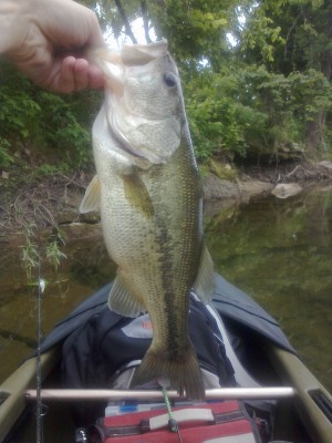 2.66 lgmouth bass crooked creek 4-2012.jpg
