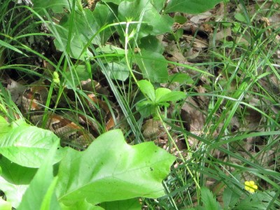 OHT 5.jpg (300.01 KiB) Viewed 1567 times OHT 5.jpg