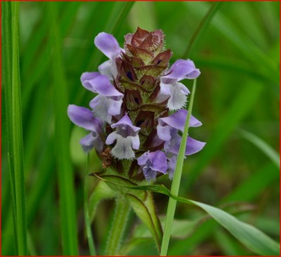 unknown flower.JPG