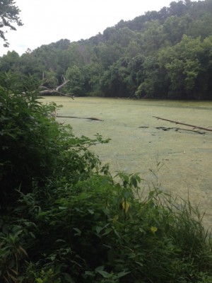 Upstream end of Lake Bella Vista before dam release.JPG